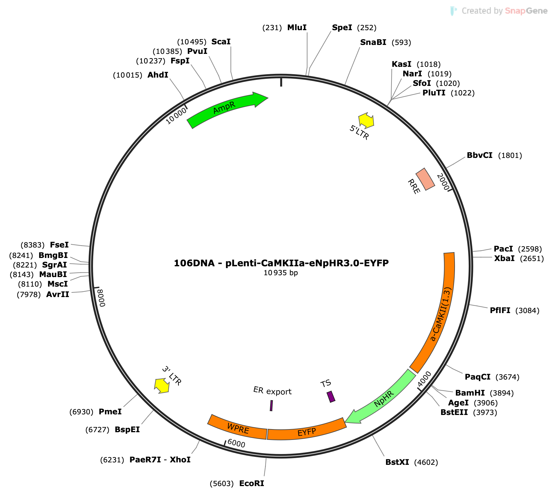 Lenti-CaMKIIa-eNpHR3.0-EYFP