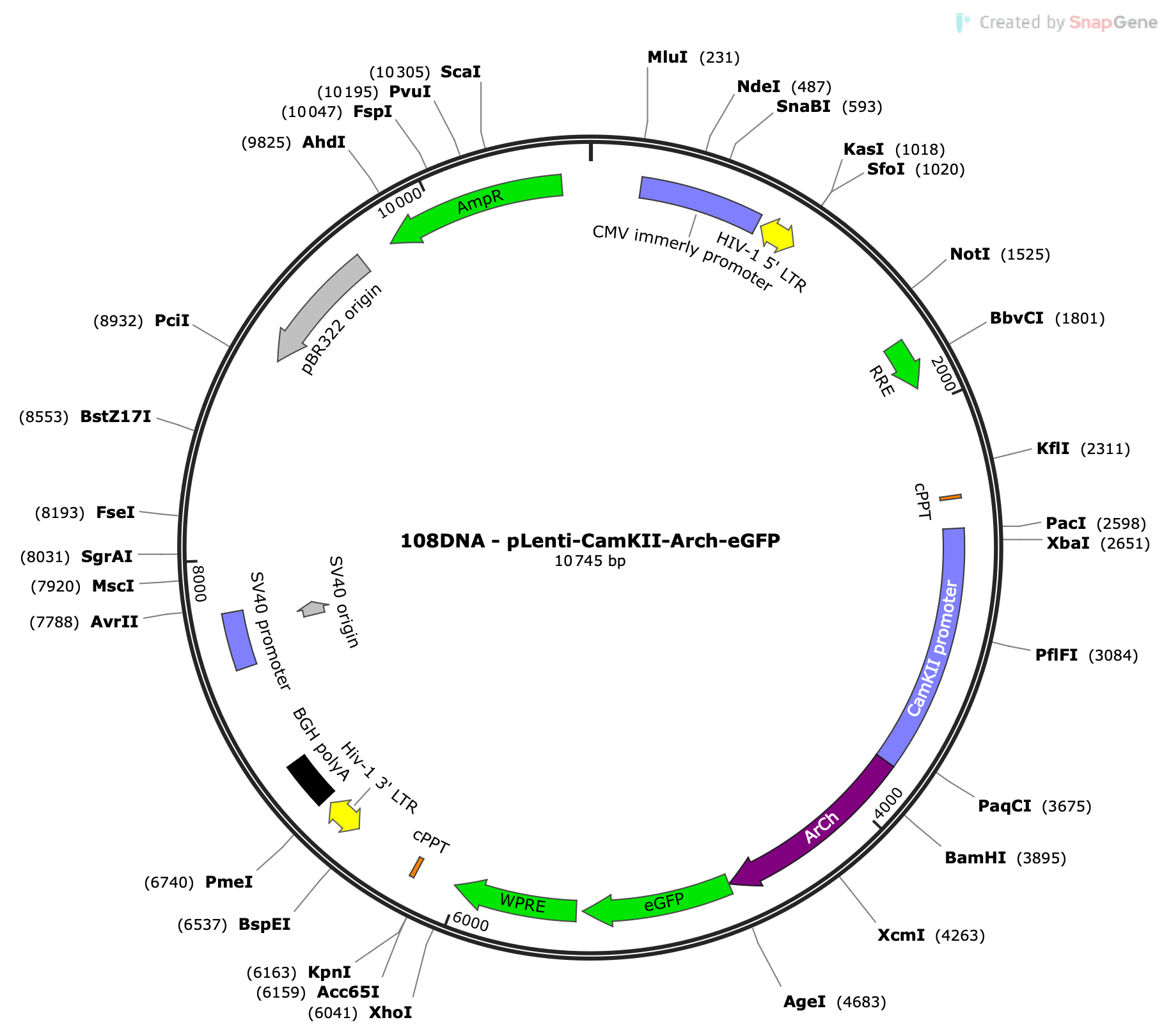 Lenti-CamKII-Arch-eGFP