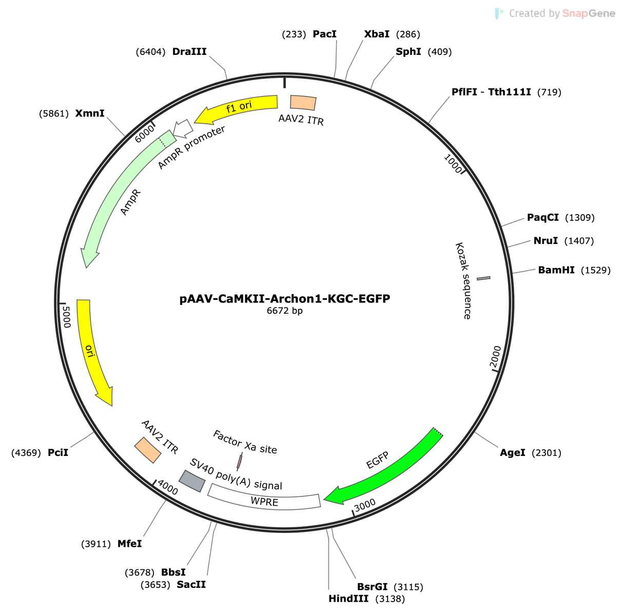 AAV-CaMKII-Archon1-KGC-EGFP