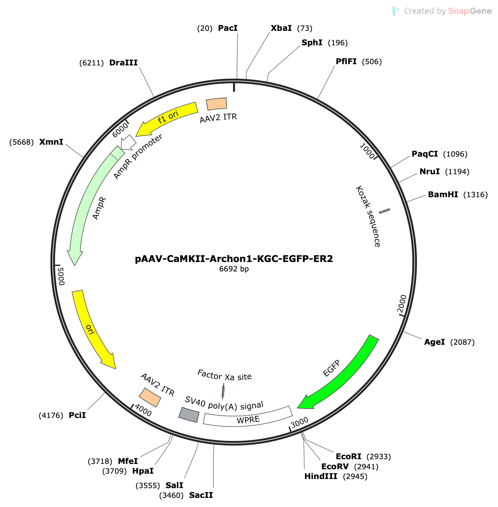 AAV-CaMKII-Archon1-KGC-EGFP-ER2