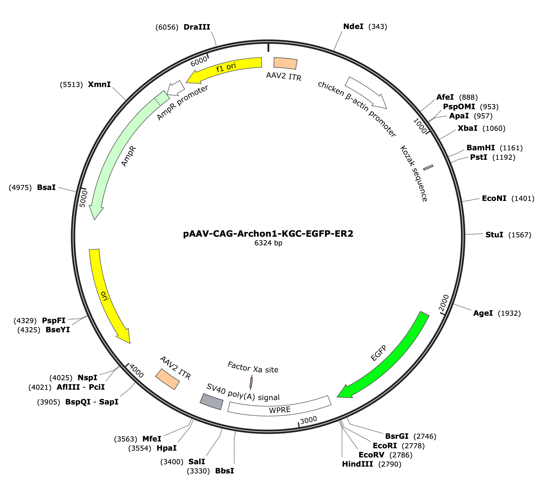 AAV-CAG-Archon1-KGC-EGFP-ER2
