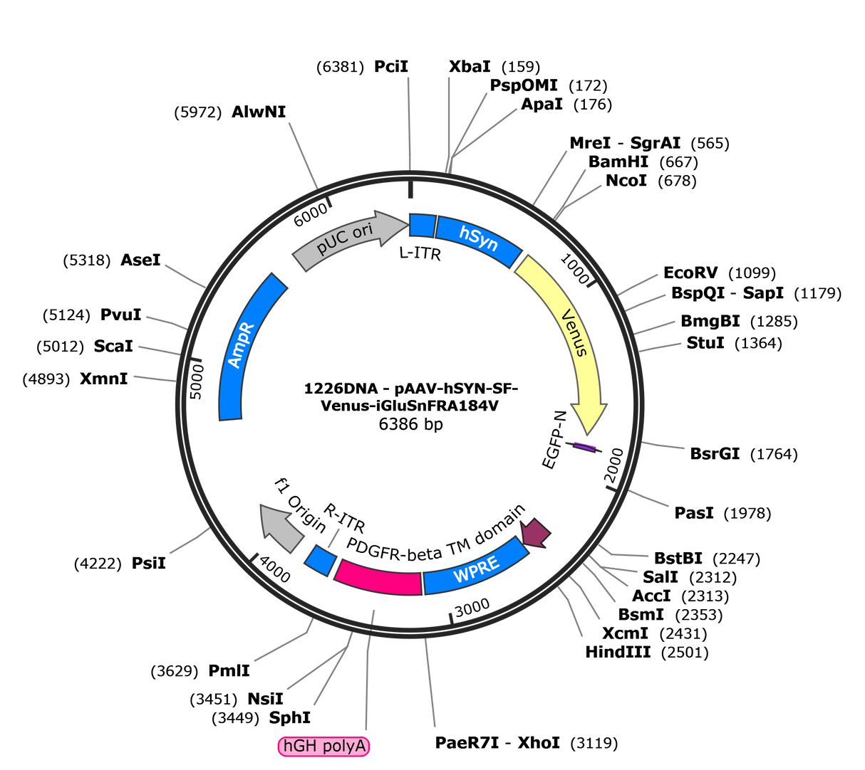 AAV-hSYN-SF-Venus-iGluSnFR(A184V)