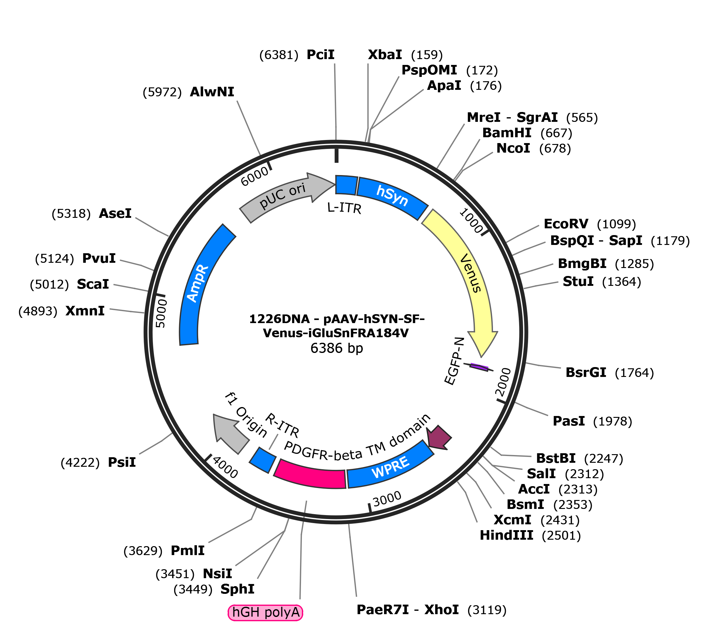 AAV-hSYN-SF-Venus-iGluSnFR(A184V)