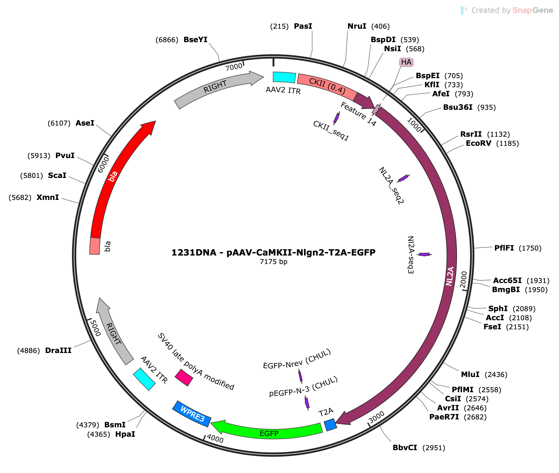 AAV-CaMKII-Nlgn2-T2A-eGFP