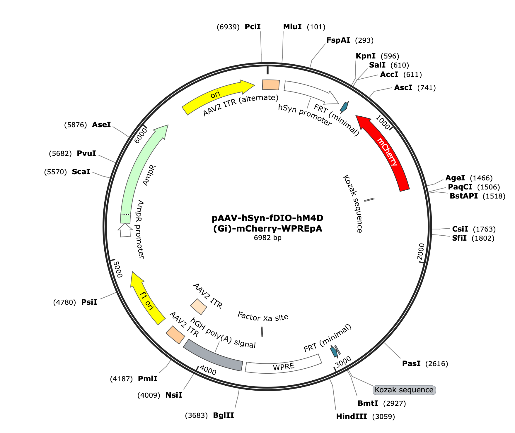 AAV-hSyn-fDIO-hM4D(Gi)-mCherry