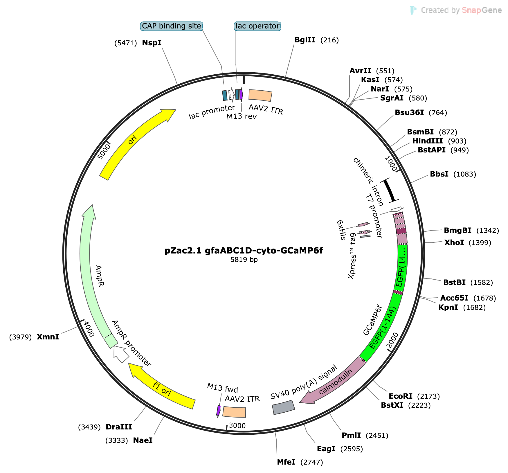 AAV-gfaABC1D-GCaMP6f
