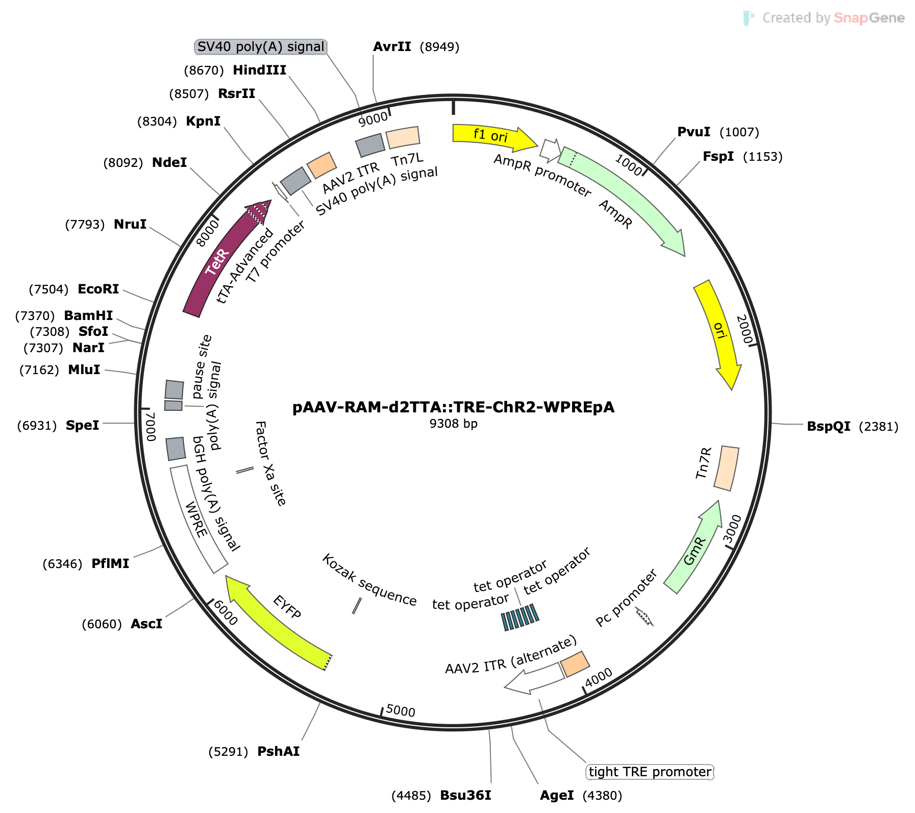 AAV-RAM-d2TTA-TRE-ChR2-eYFP
