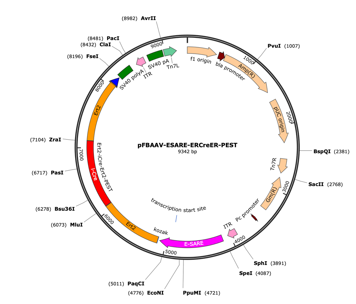 AAV-ESARE-Cre-ERT2-PEST
