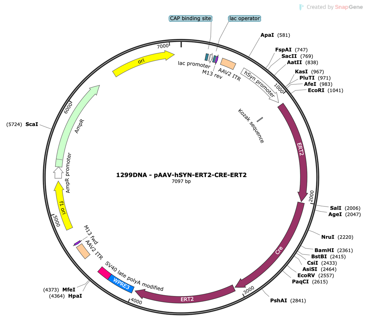 AAV-Syn-ERT2-CRE-ERT2