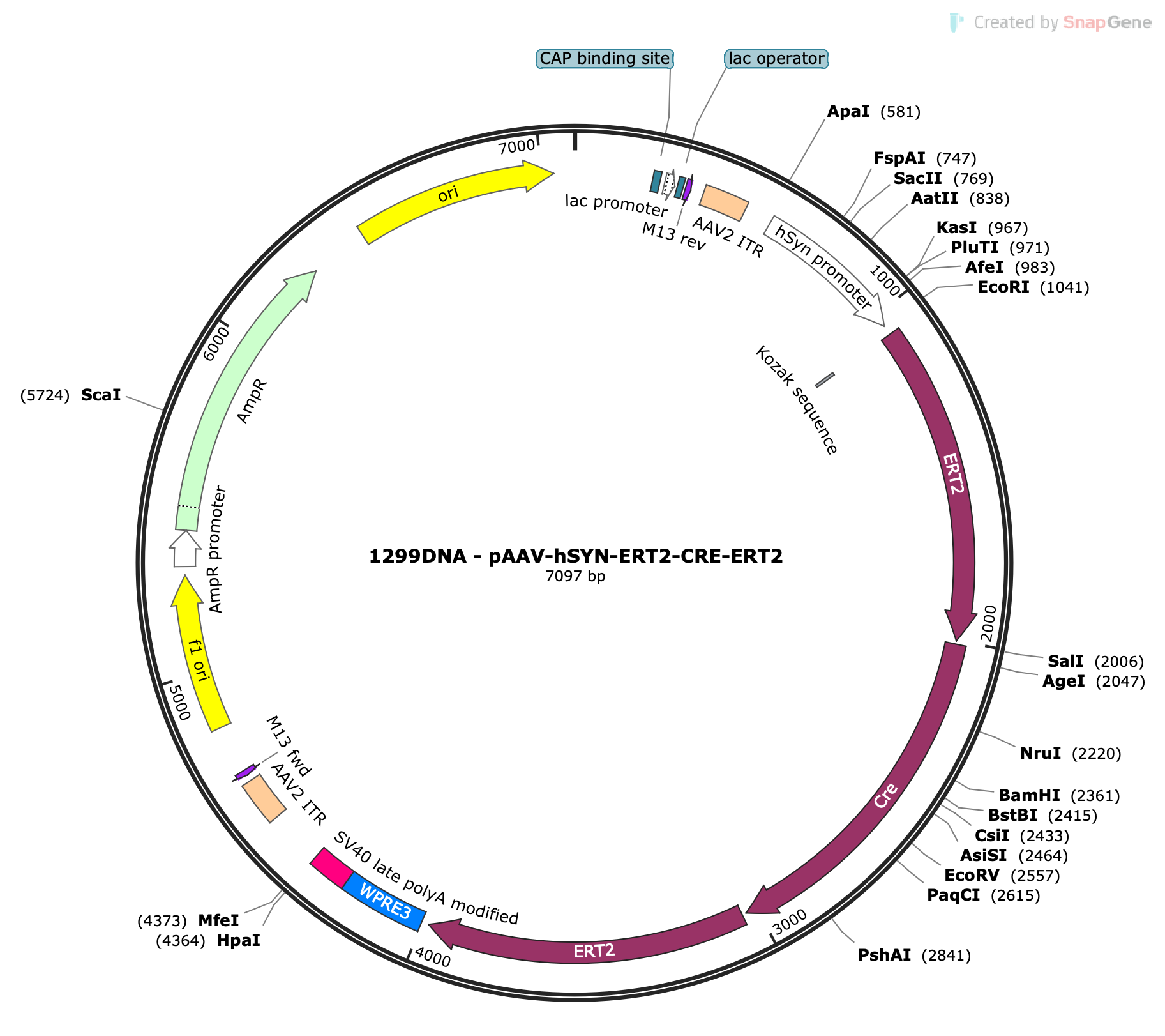 AAV-Syn-ERT2-CRE-ERT2