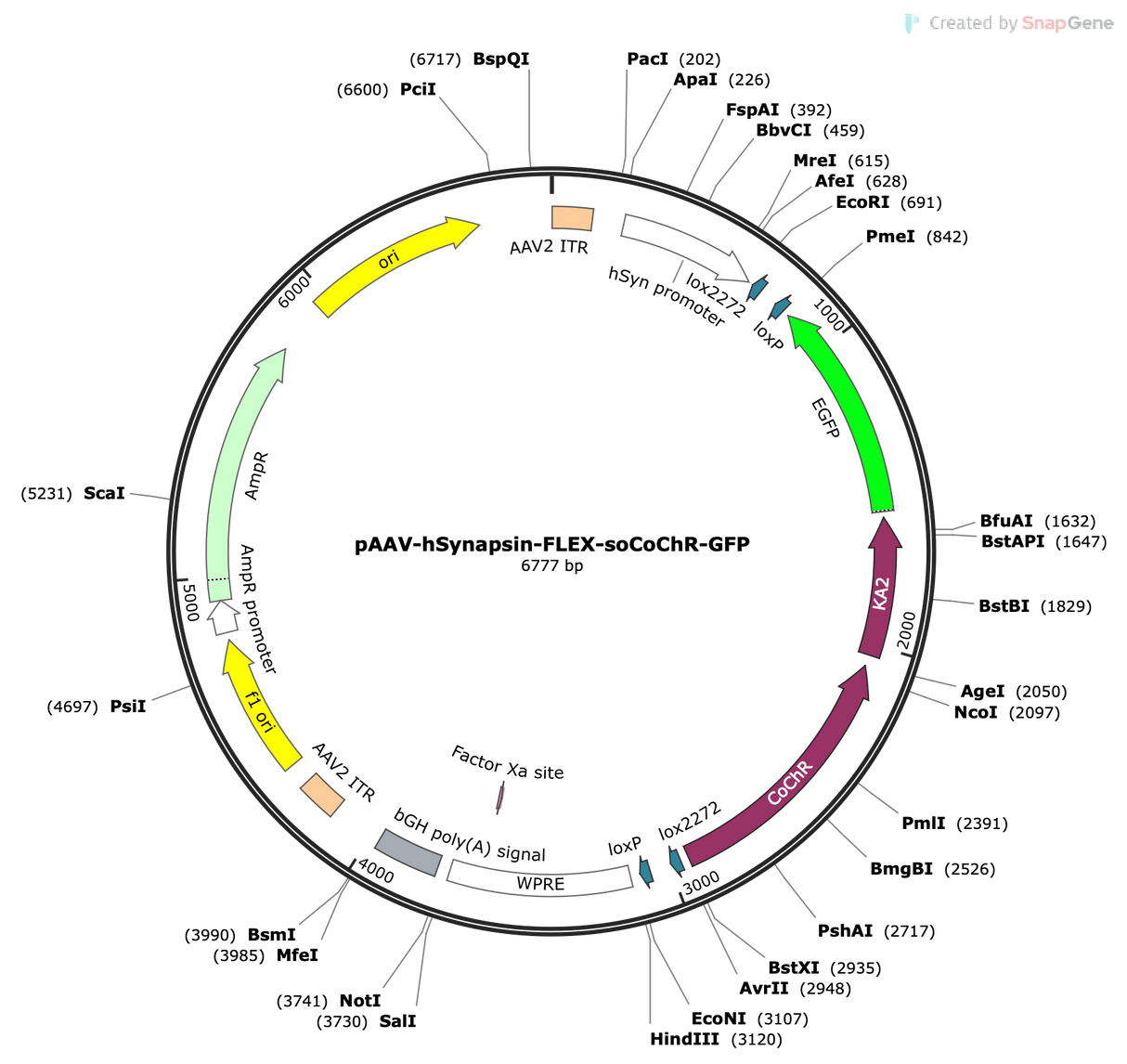 AAV-hSyn-Flex-soCoChR-GFP