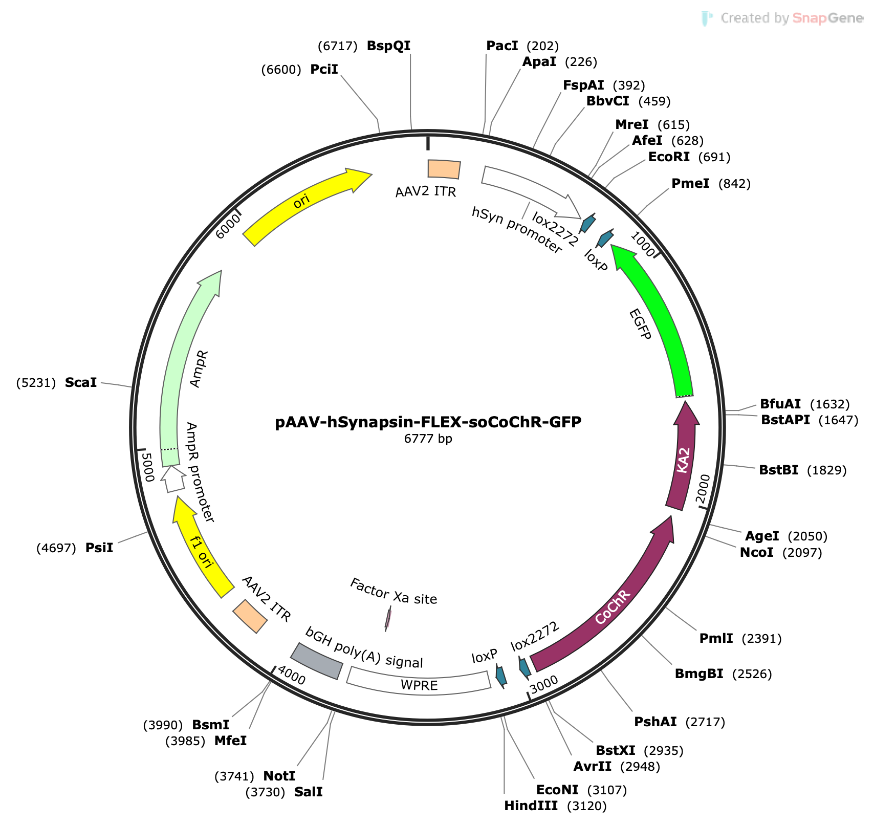 AAV-hSyn-Flex-soCoChR-GFP