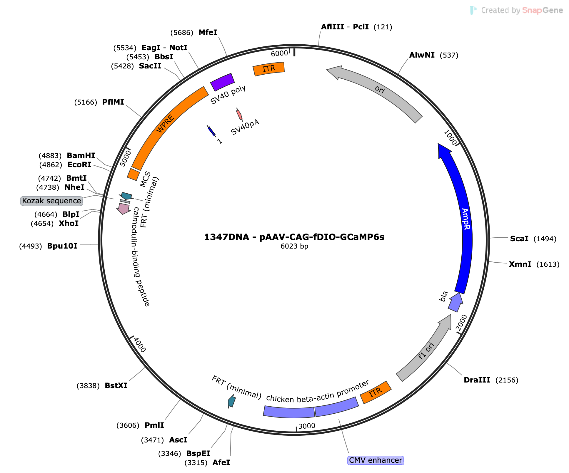 AAV-CAG-fDIO-GCaMP6s