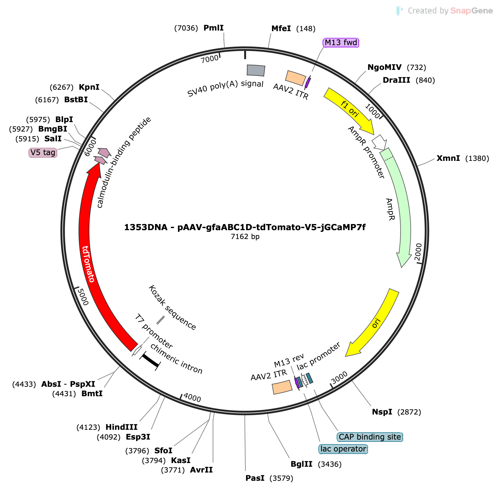 AAV-gfaABC1D-tdTomato-V5-jGCaMP7f