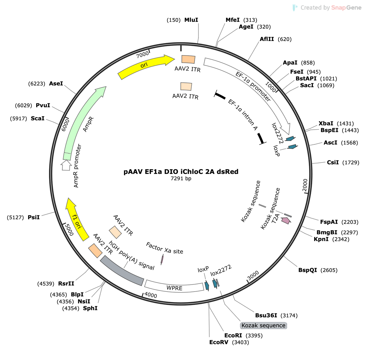 AAV-EF1a-DIO-iChloC-2A-DsRed