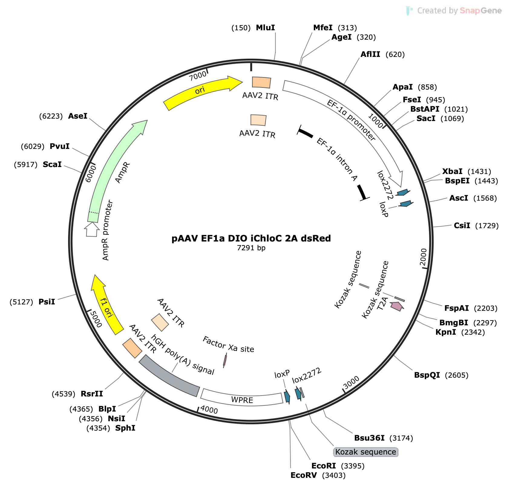 AAV-EF1a-DIO-iChloC-2A-DsRed