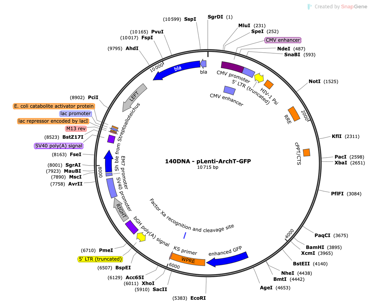 Lenti-CMV-ArchT-GFP