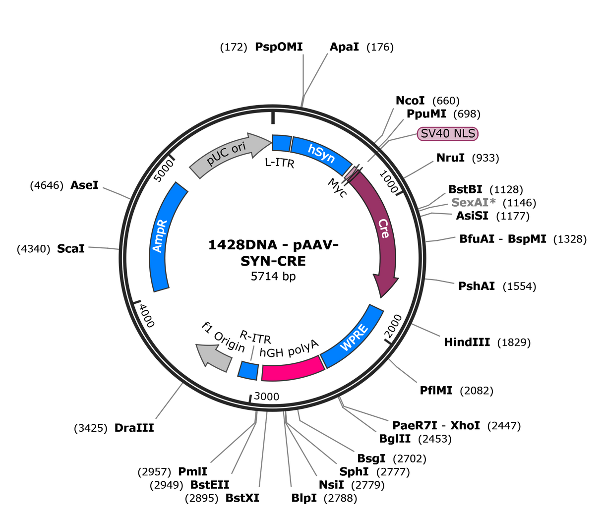 AAV-hSYN-CRE