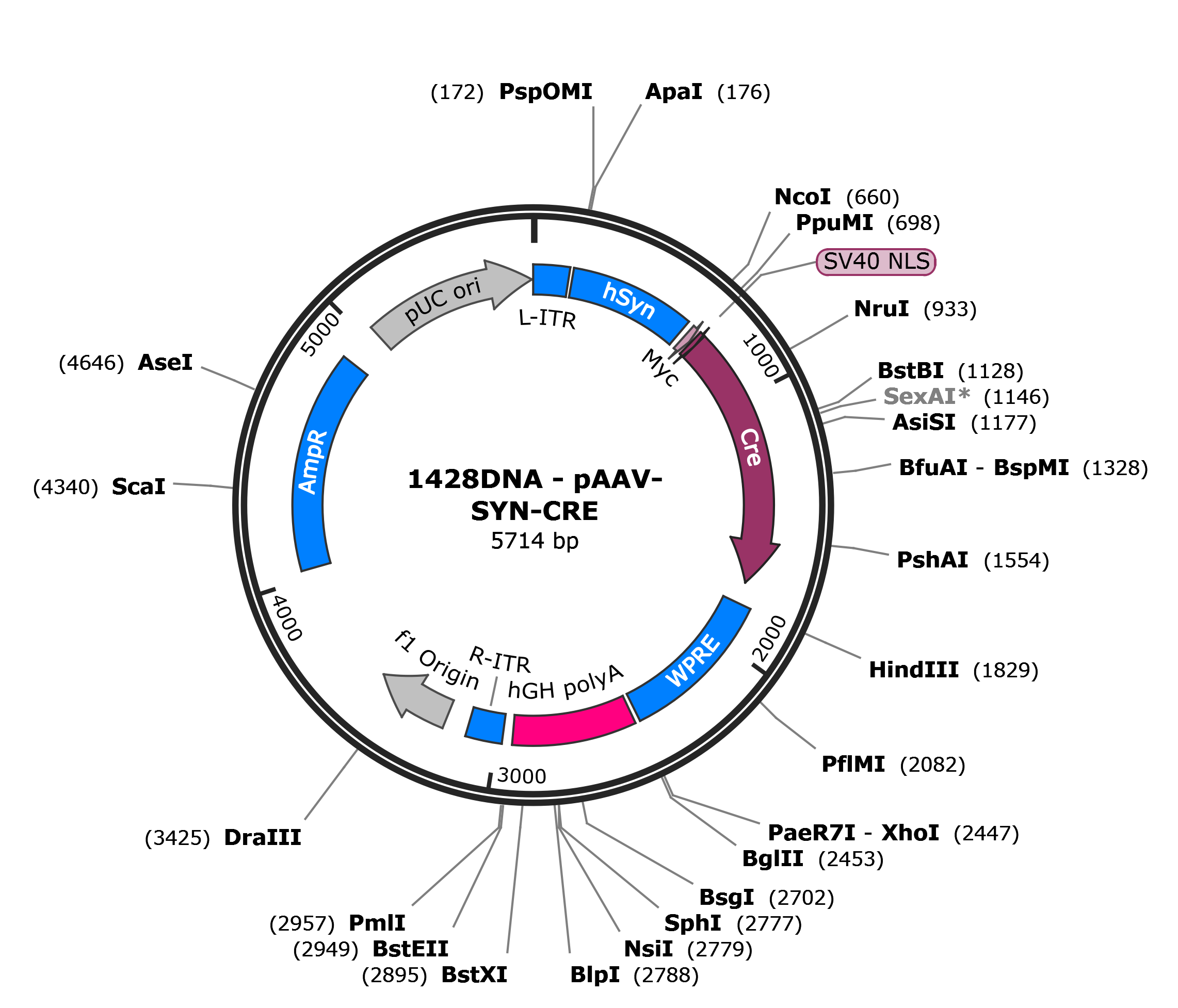 AAV-hSYN-CRE
