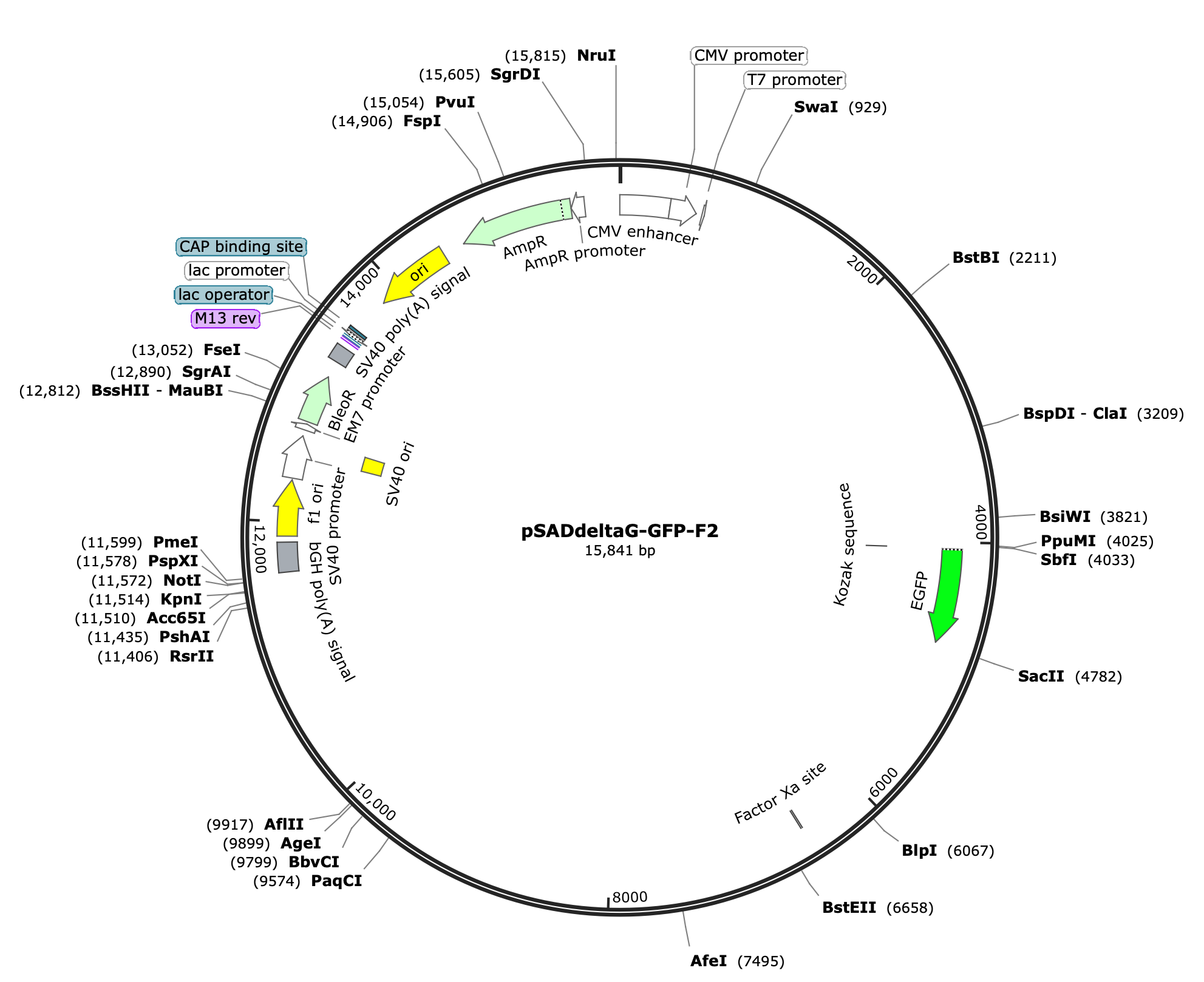 B19-deltaG-GFP