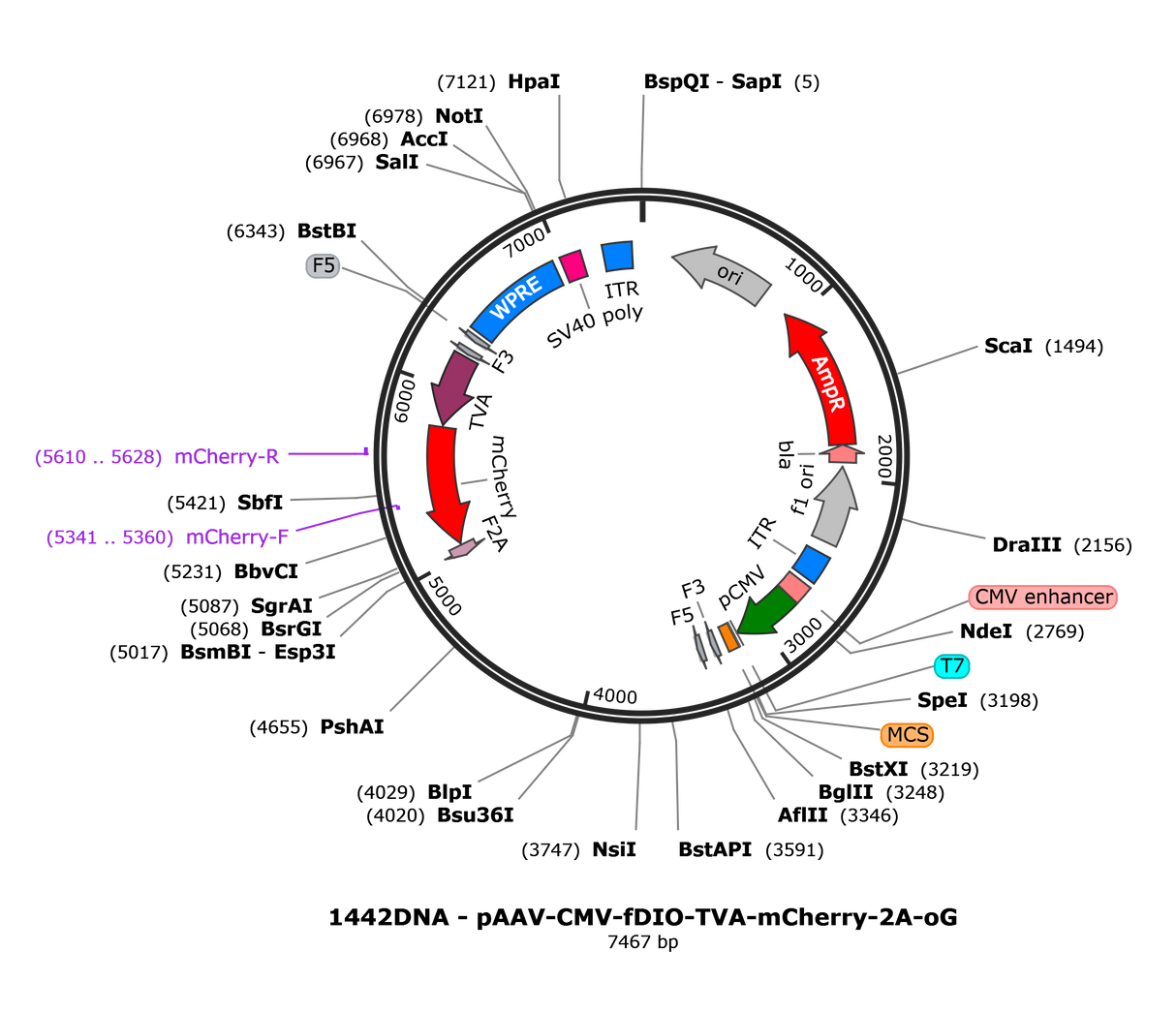 AAV-CMV-fDIO-TVA-mCherry-2A-oG