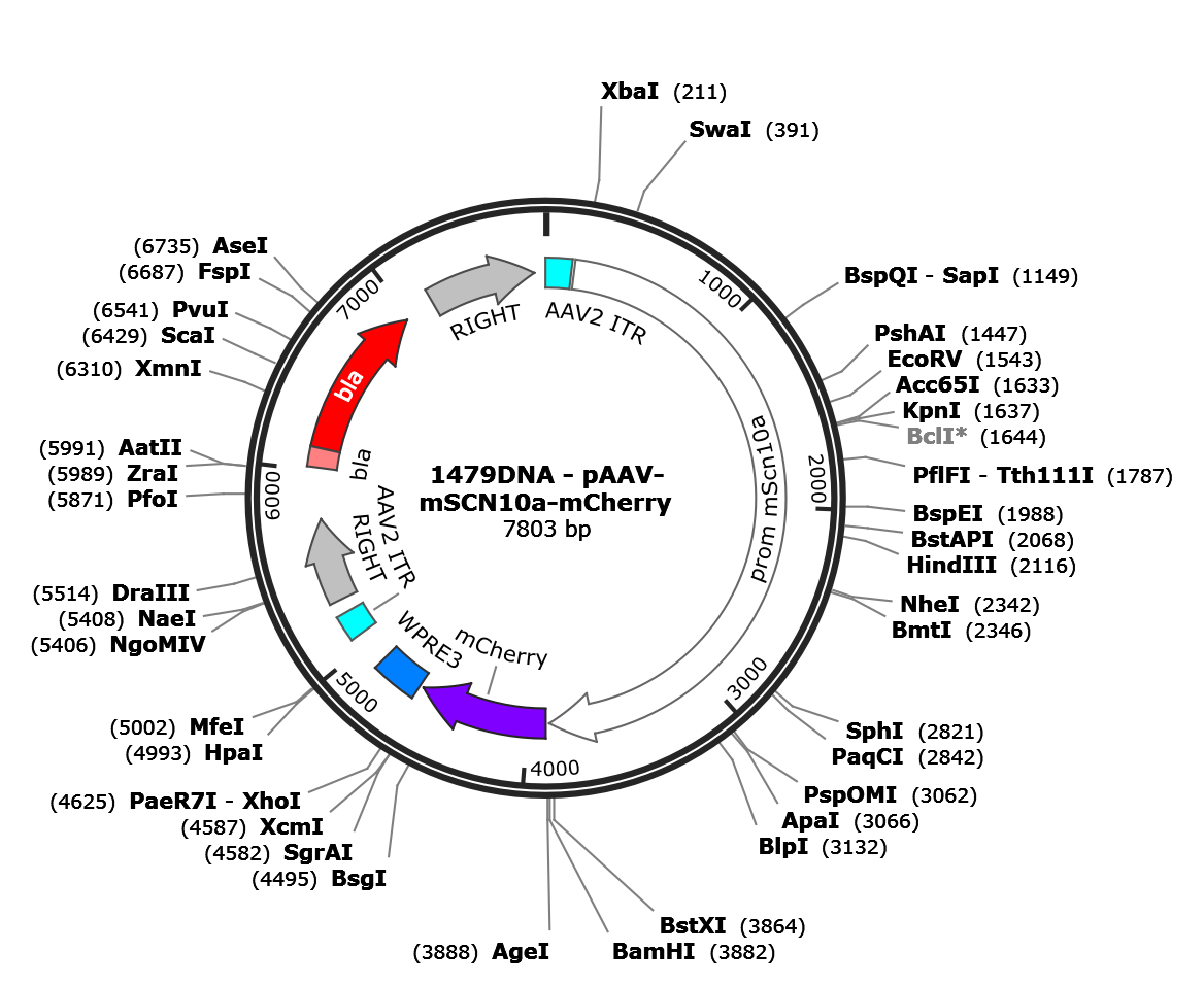 AAV-mSCN10a-mCherry