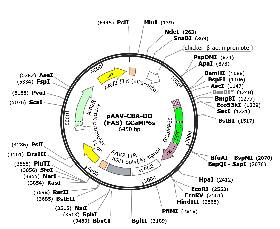 AAV-CBA-DO(FAS)-GCaMP6s