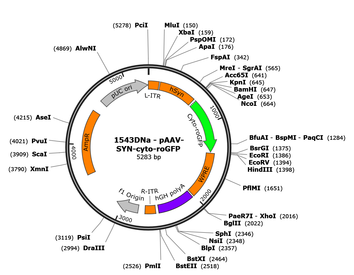 AAV-Syn-cyto-roGFP2
