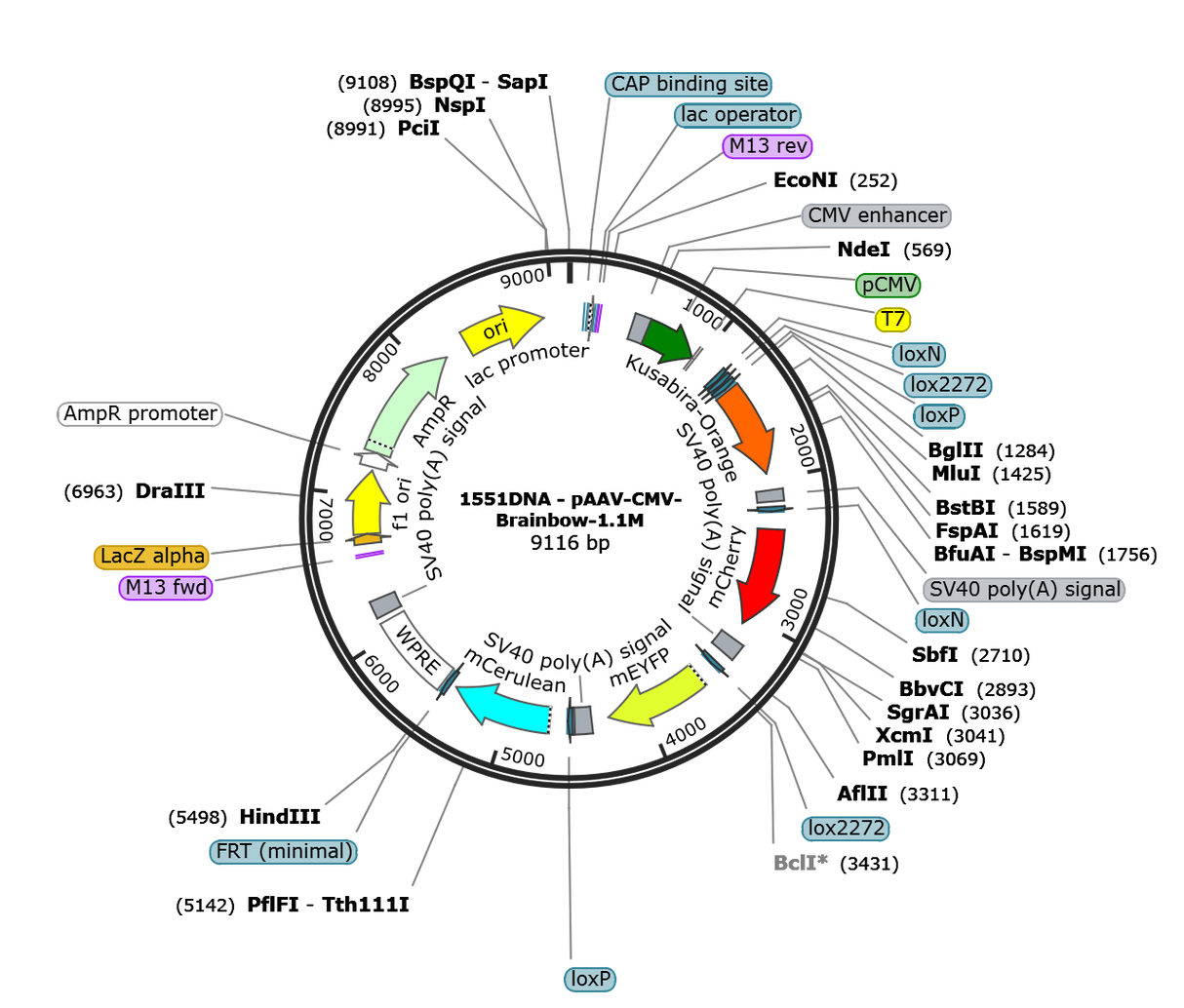 AAV-CMV-Brainbow1.1M