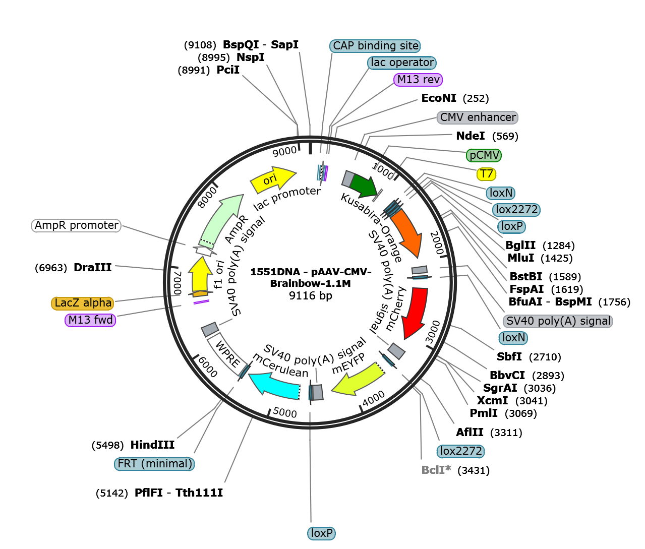 AAV-CMV-Brainbow1.1M