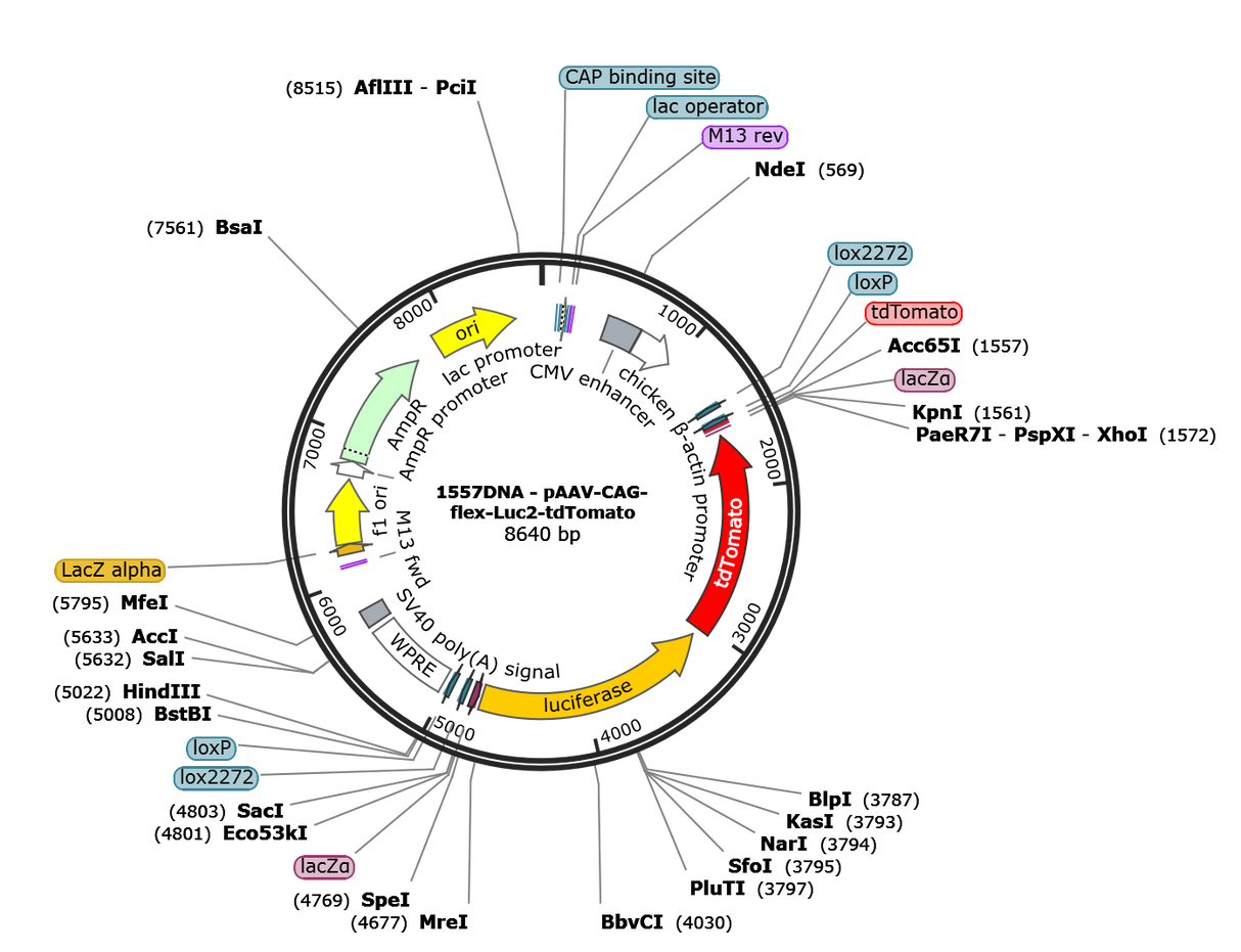 AAV-CAG-DIO-Luc2-tdTomato