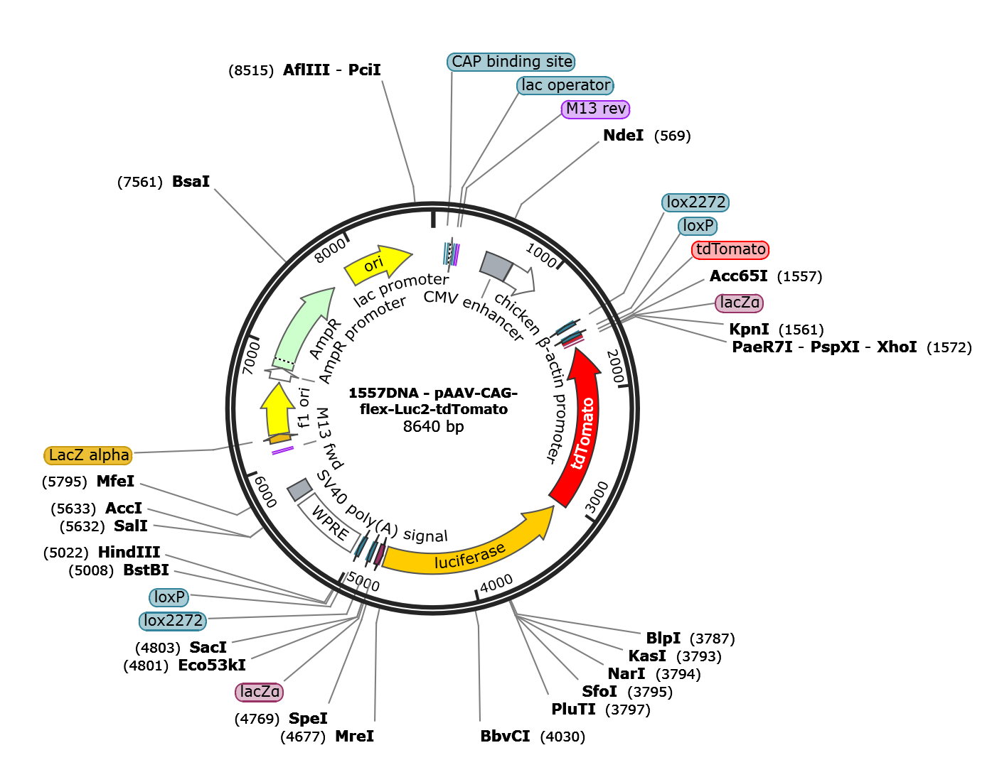 AAV-CAG-DIO-Luc2-tdTomato