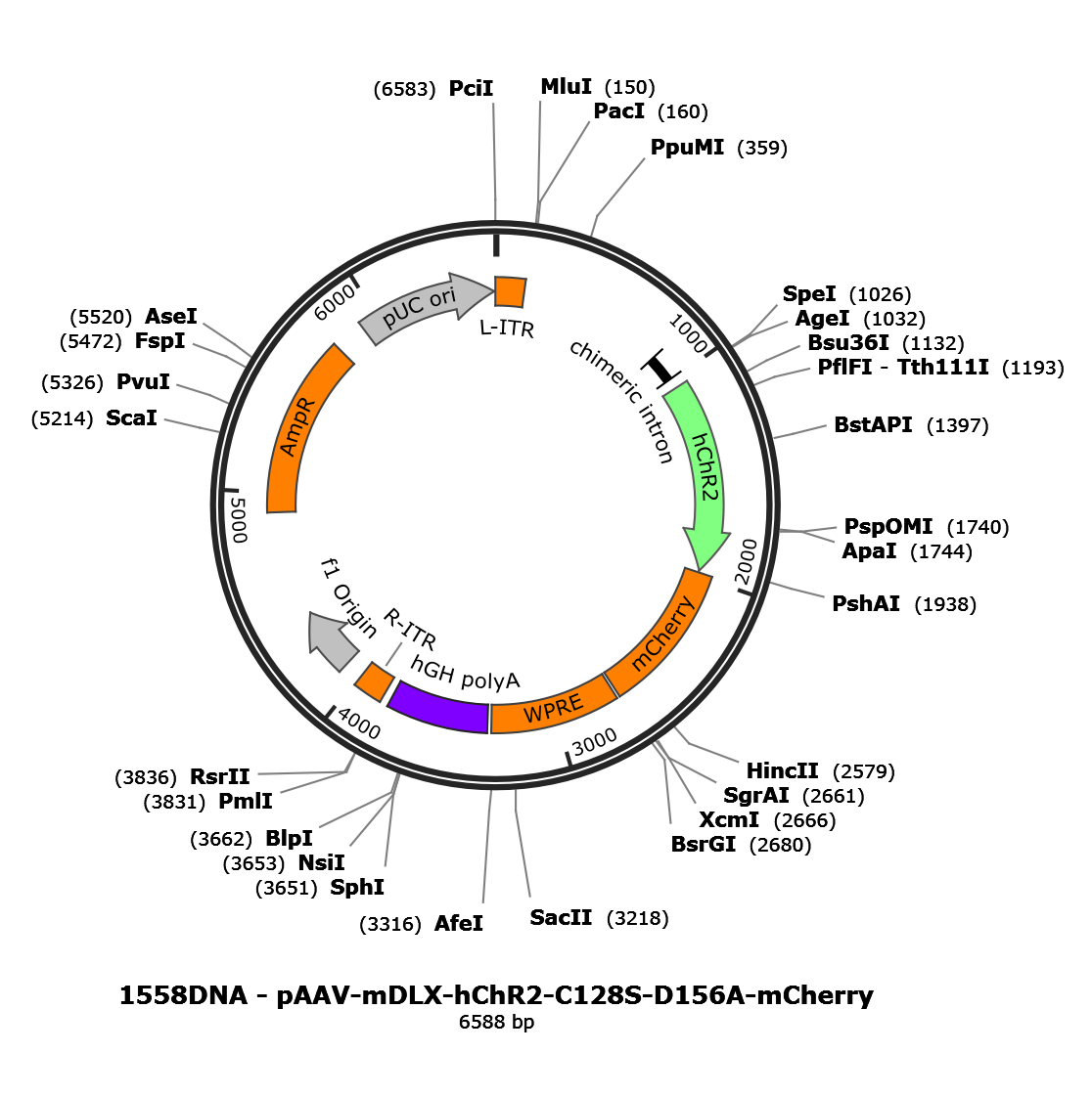 AAV-mDLX-ChR2(C128S/D152A)-mCherry