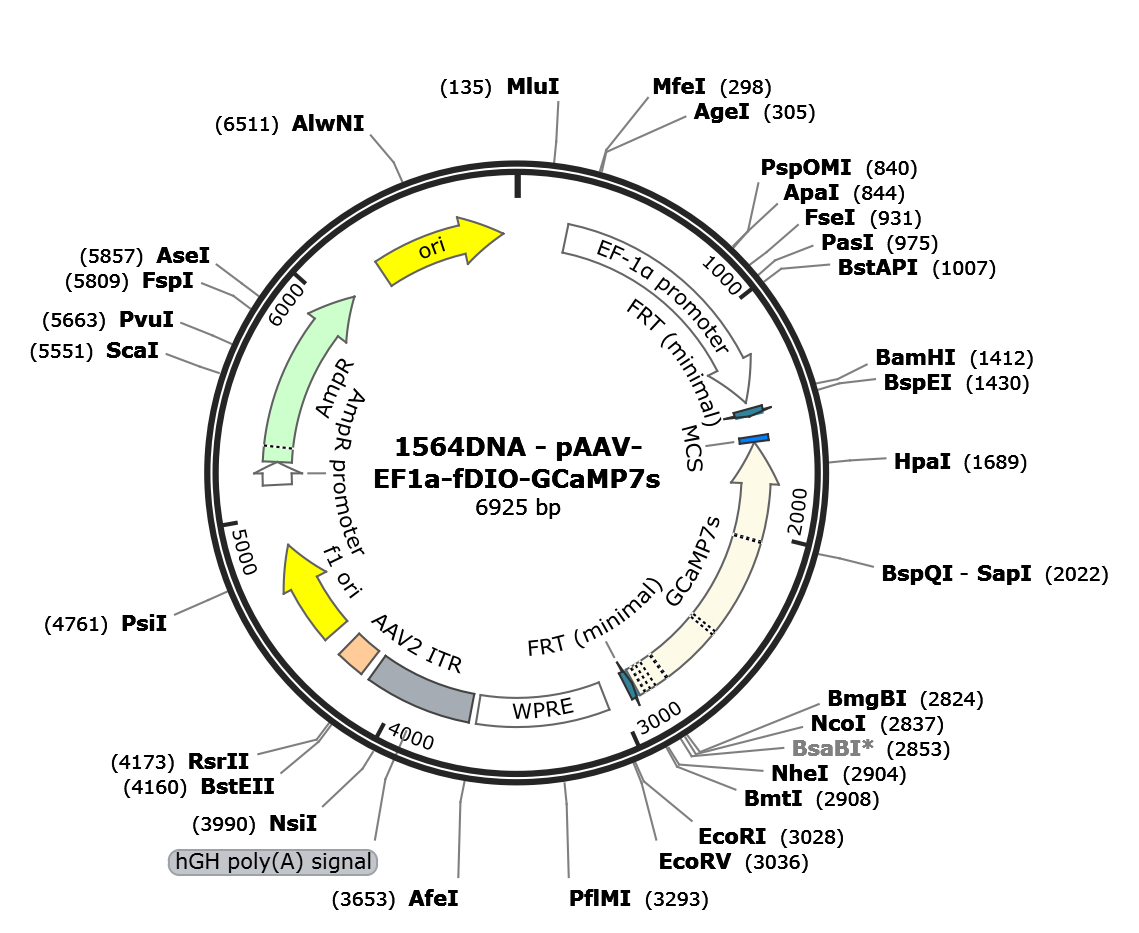 AAV-EF1a-fDIO-jGCaMP7s