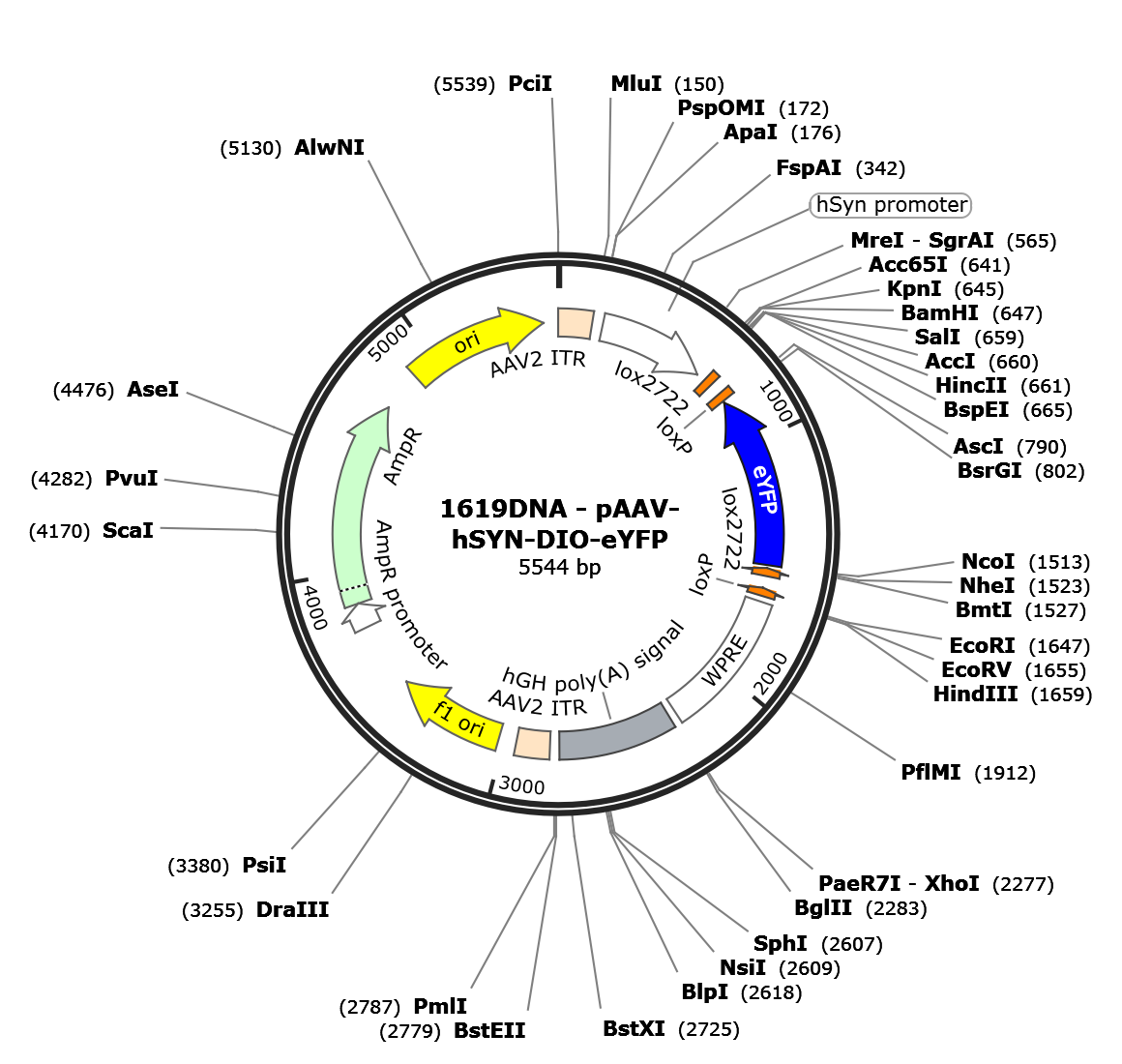 AAV-hSYN-DIO-EYFP