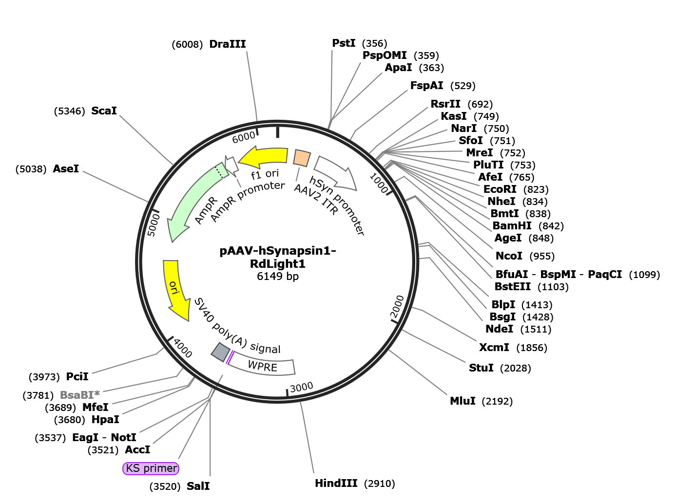 AAV-Syn-RdLight1