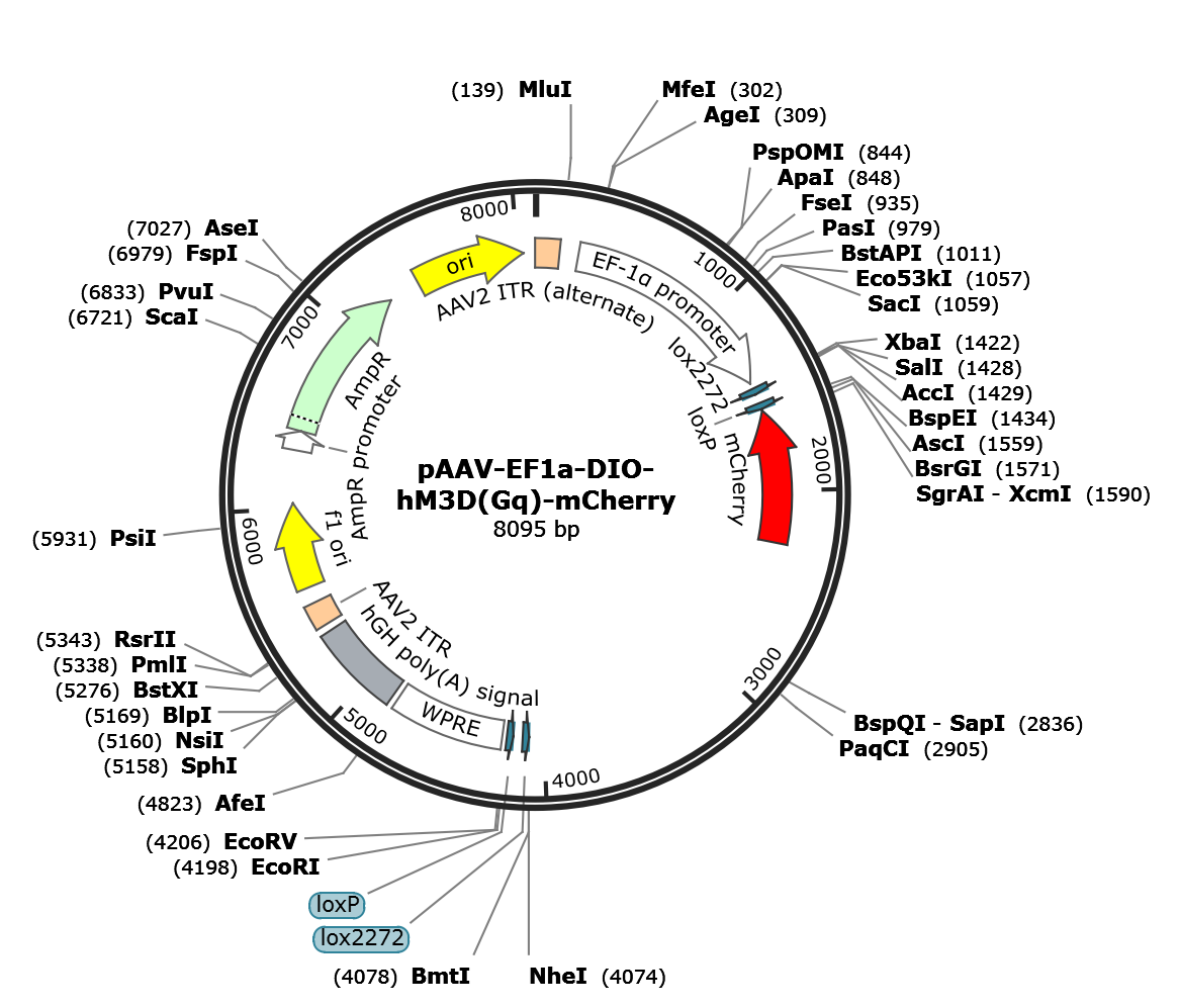 AAV-Ef1a-DIO-hM3D(Gq)-mCherry
