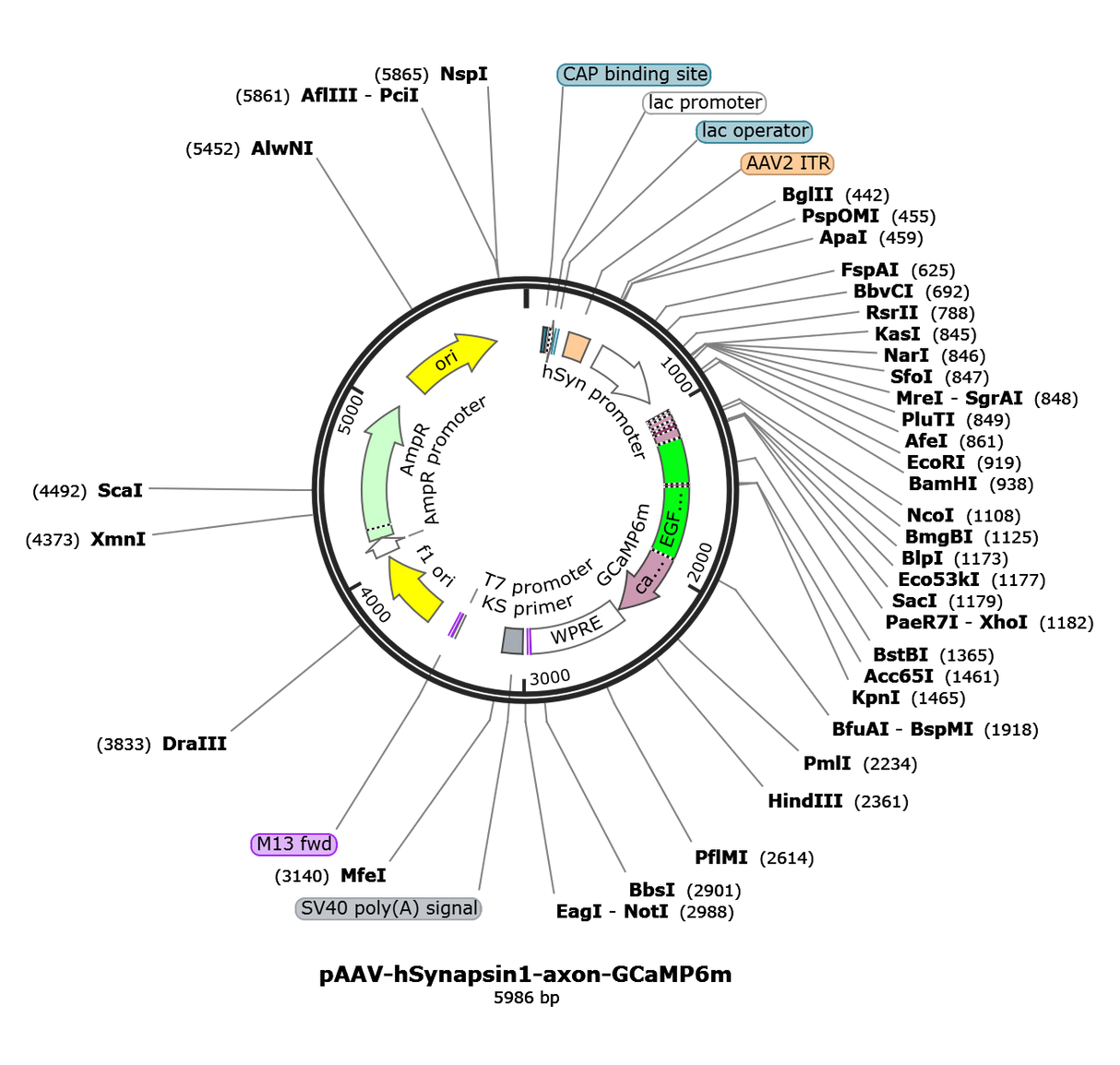 AAV-Syn-axon-GCaMP6m