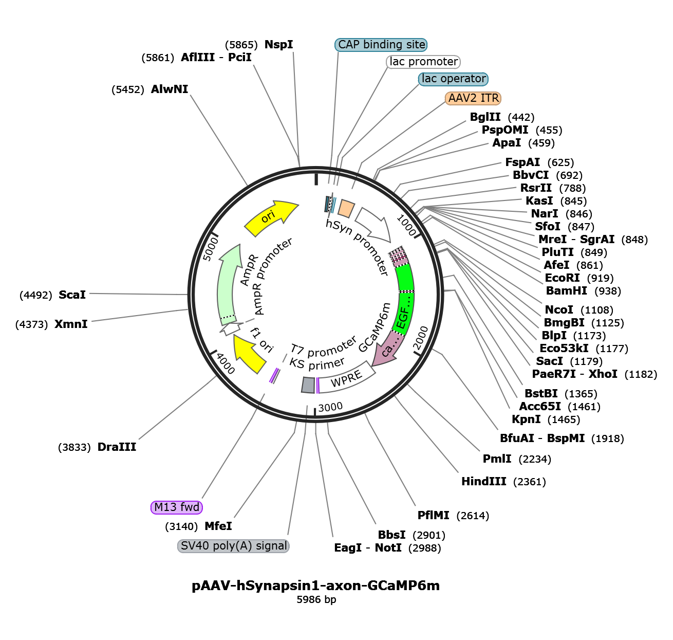 AAV-Syn-axon-GCaMP6m