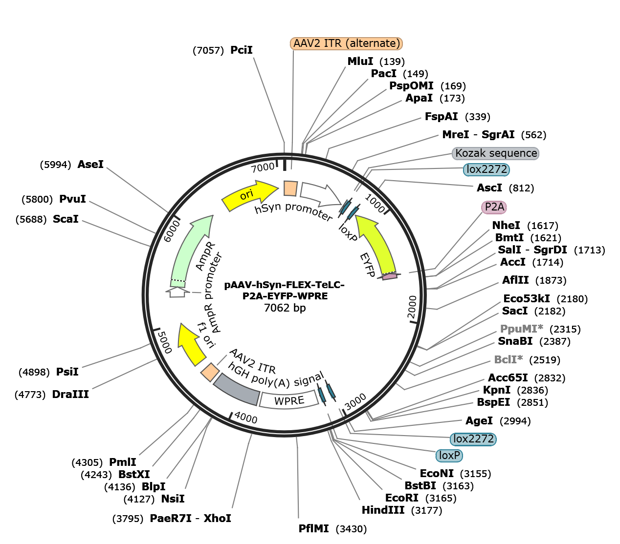 AAV-hSyn-Flex-TeLC-P2A-eYFP
