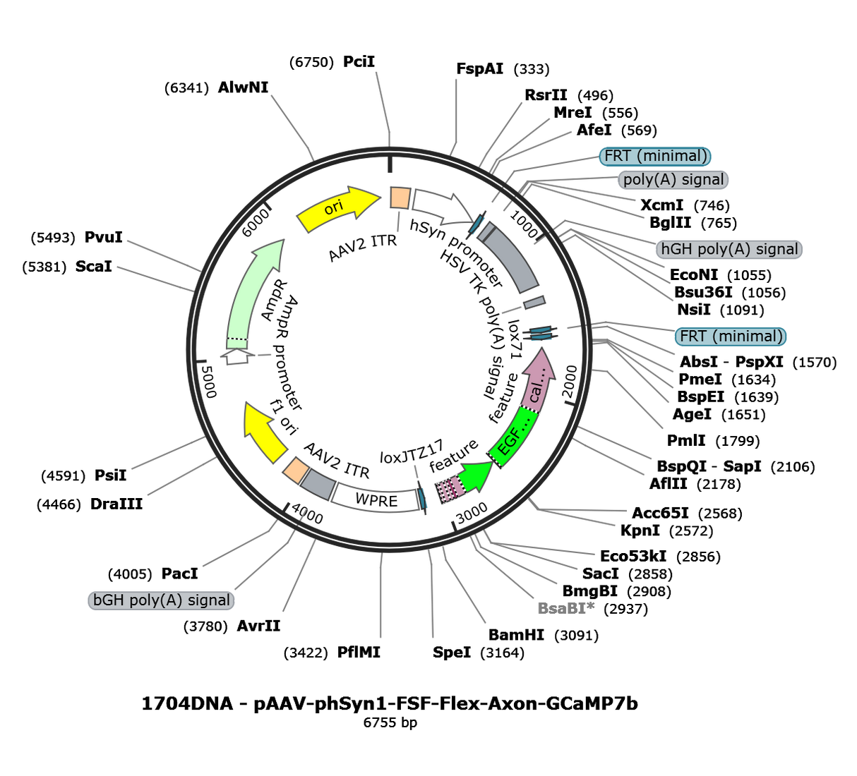 AAV-hSyn1-FSF-flex-Axon-GCaMP7b