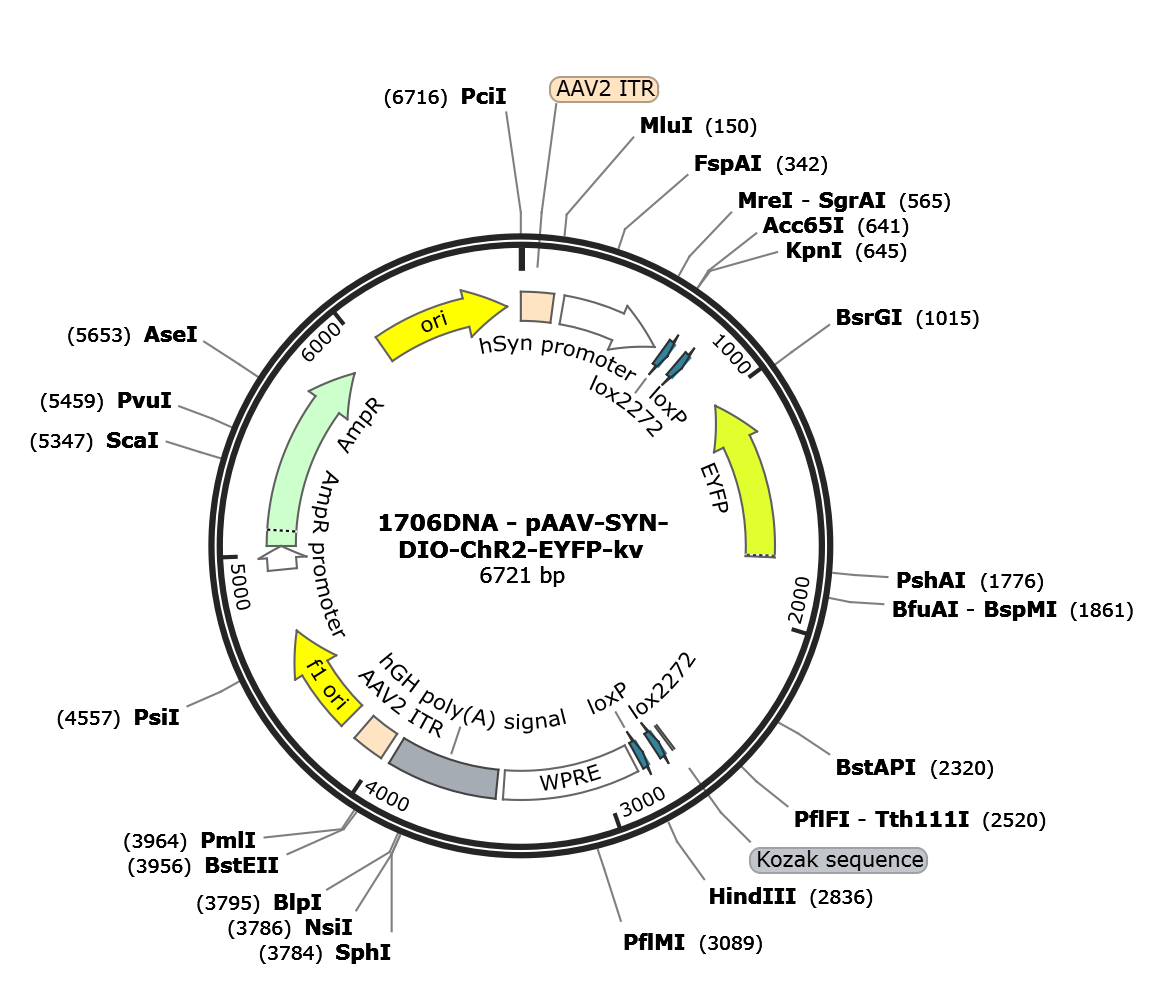 AAV-hSYN-DIO-ChR2-eYFP-kv