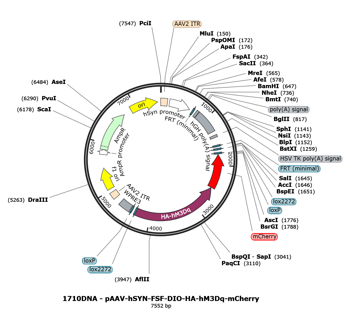 AAV-hSYN-FSF-DIO-HA-hM3D(Gq)-mCherry