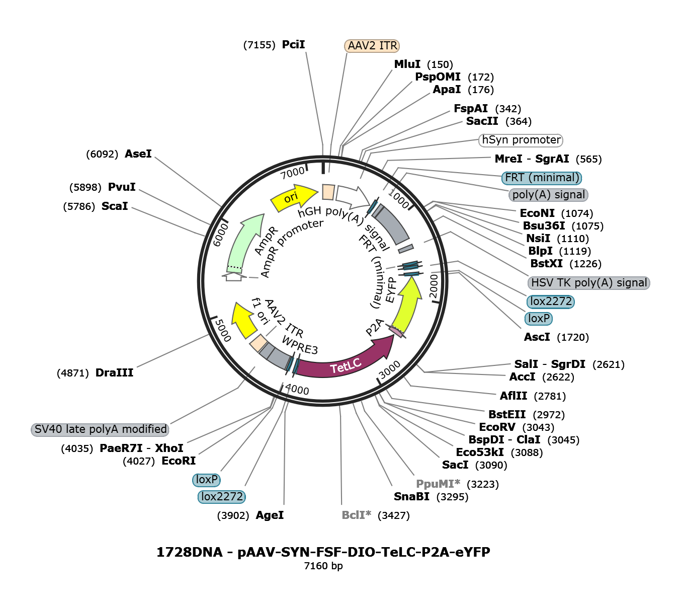 AAV-Syn-FSF-DIO-TeLC-P2A-eYFP