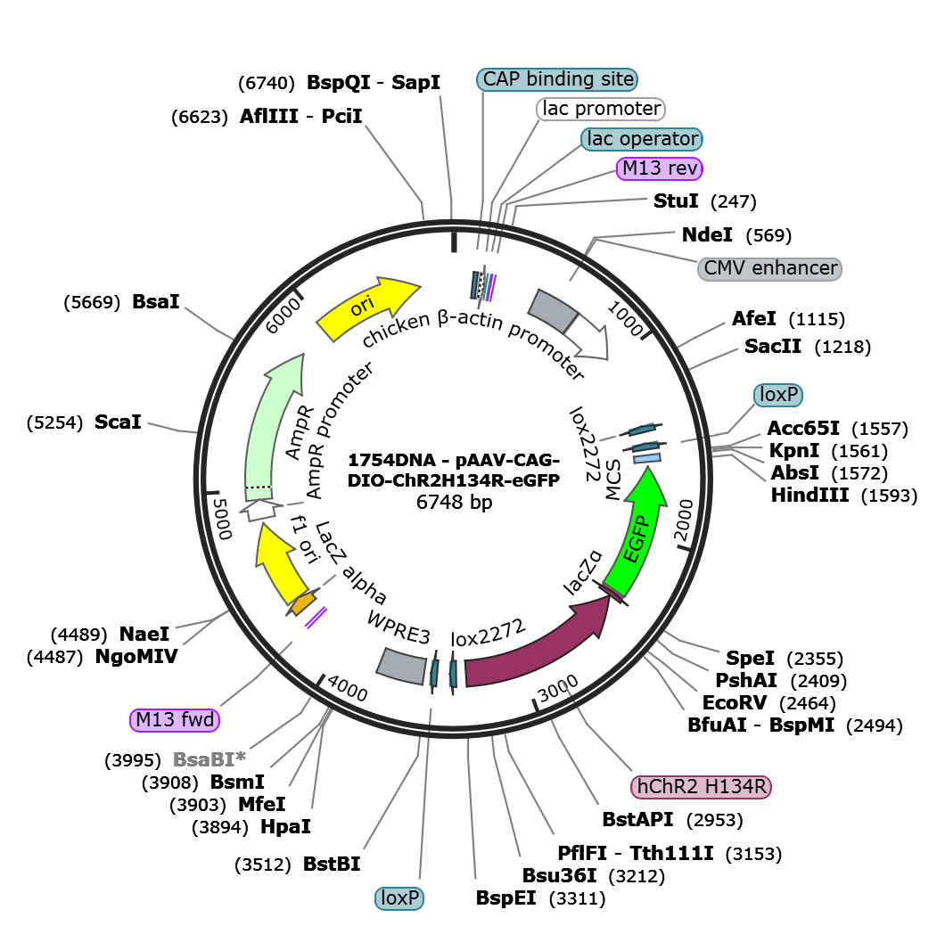 AAV-CAG-DIO-ChR2(H134R)-eGFP