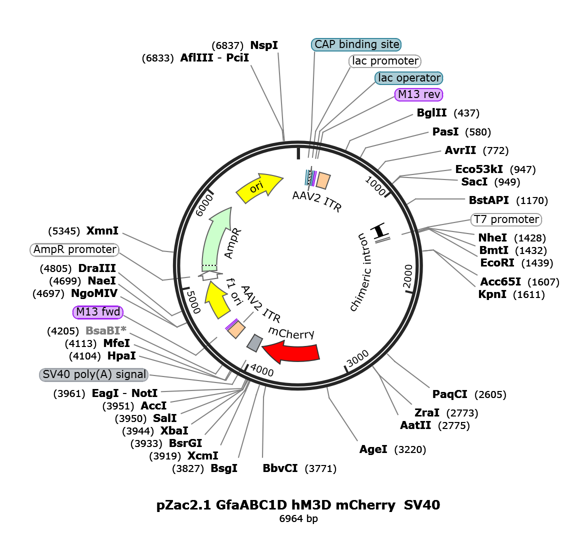 AAV-gfaABC1D-hM3D(Gq)-mCherry