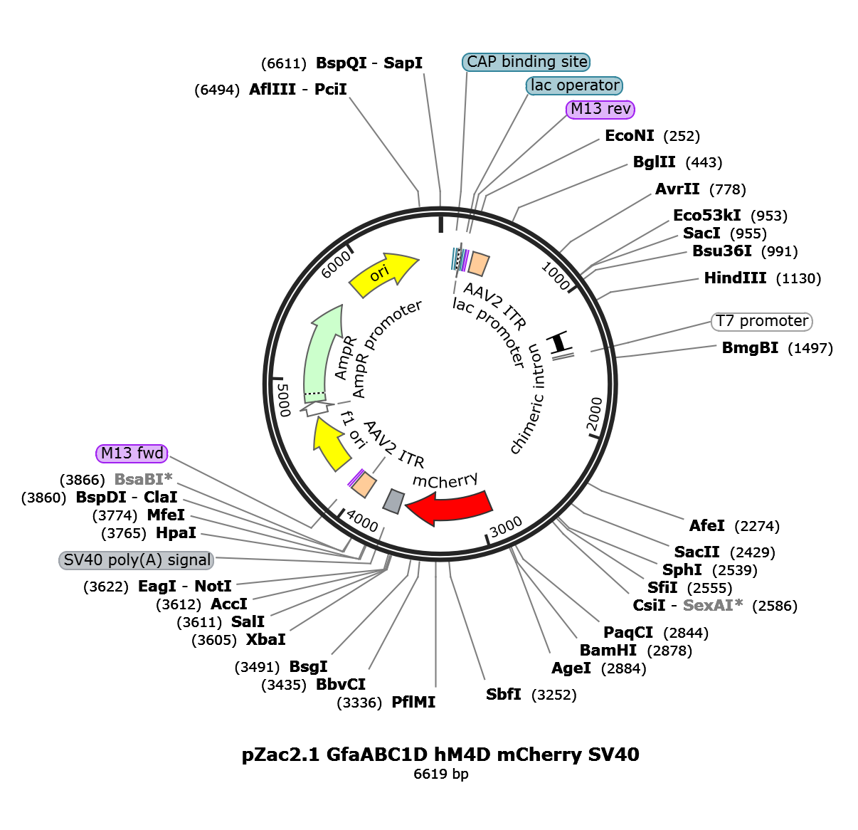 AAV-gfaABC1D-hM4D(Gi)-mCherry