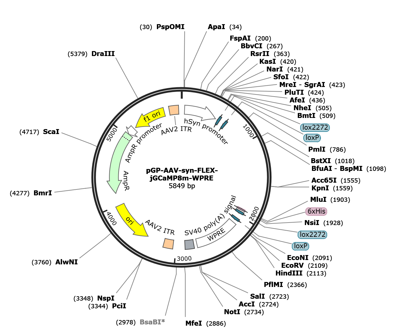 AAV-Syn-FLEX-jGCaMP8m