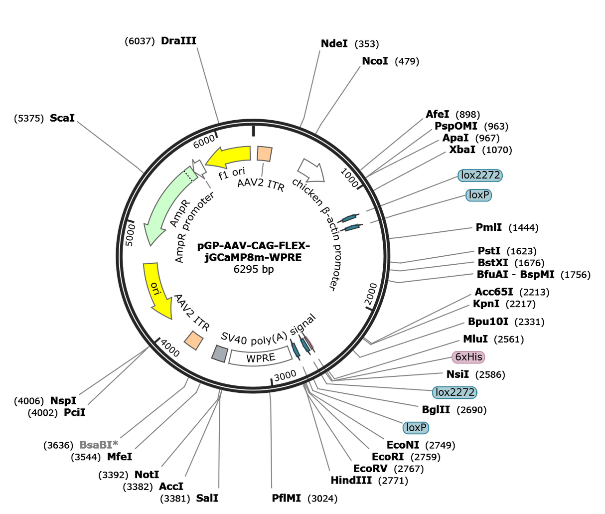 AAV-CAG-FLEX-jGCaMP8m