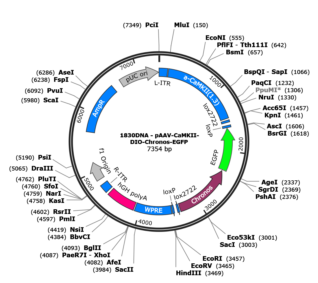 AAV-CaMKII-DIO-Chronos-eGFP